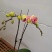 蒙娜丽莎3.5寸特级双梗高度45-50公分