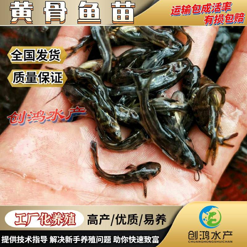 2023新苗全雄黄骨鱼苗黄颡鱼苗杂交黄骨鱼苗黄辣丁