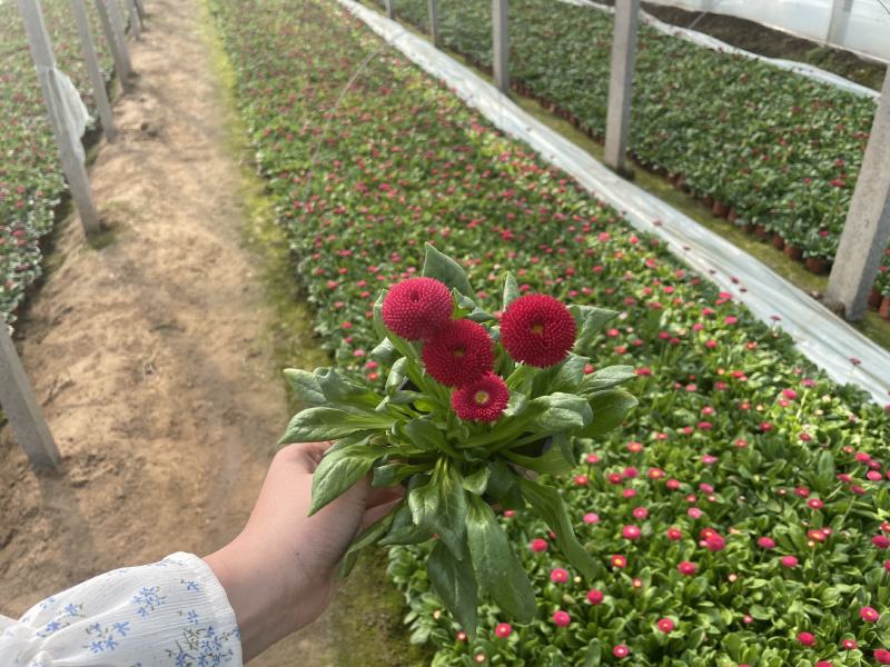 雏菊，双色杯，营养杯，质量优，价格低，大量上市