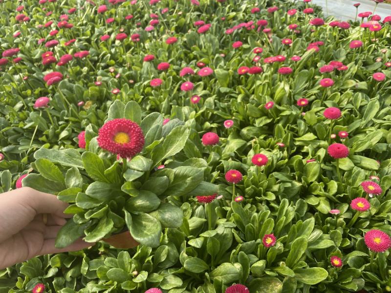 雏菊，双色杯，营养杯，质量优，价格低，大量上市