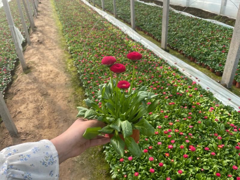 雏菊，双色杯，营养杯，质量优，价格低，大量上市