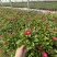 雏菊，双色杯，营养杯，质量优，价格低，大量上市