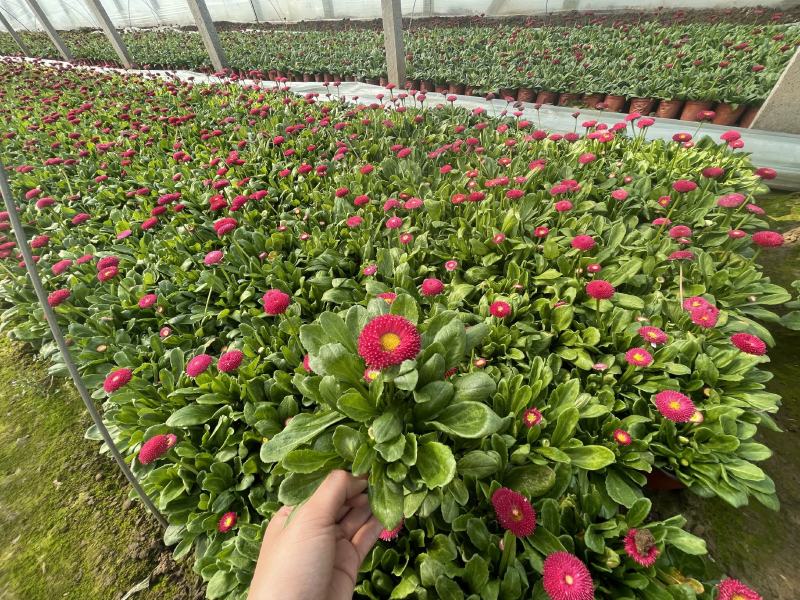 雏菊，双色杯，营养杯，质量优，价格低，大量上市