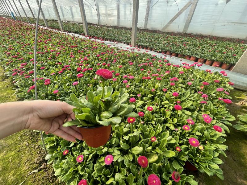 雏菊，双色杯，营养杯，质量优，价格低，大量上市