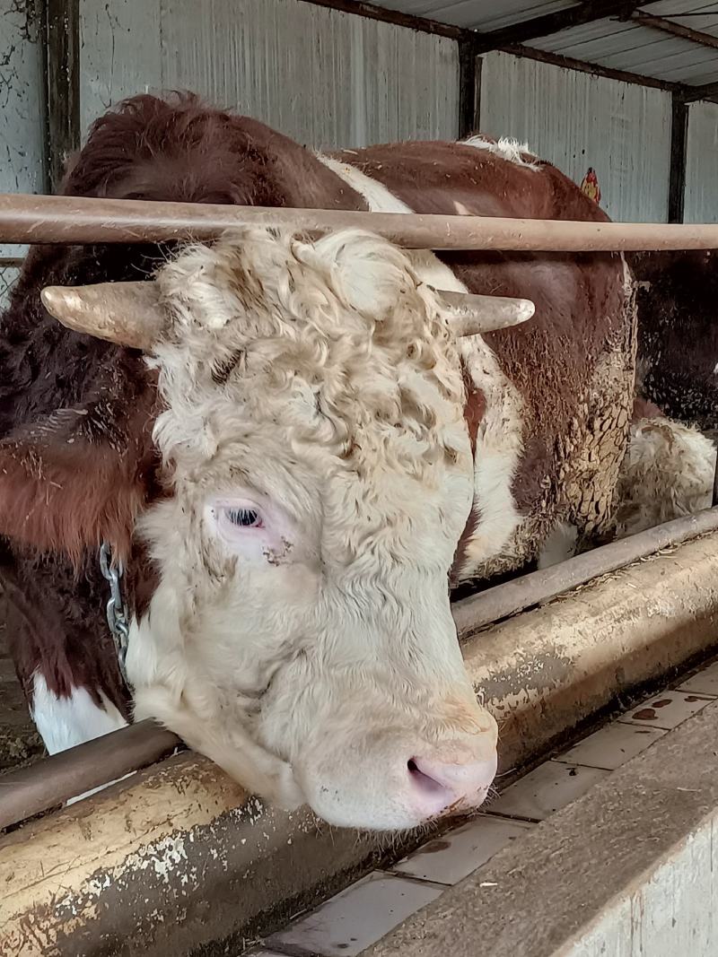 肉牛王，肉牛养殖，厂家直销，价格优惠，包运输包成活包回收