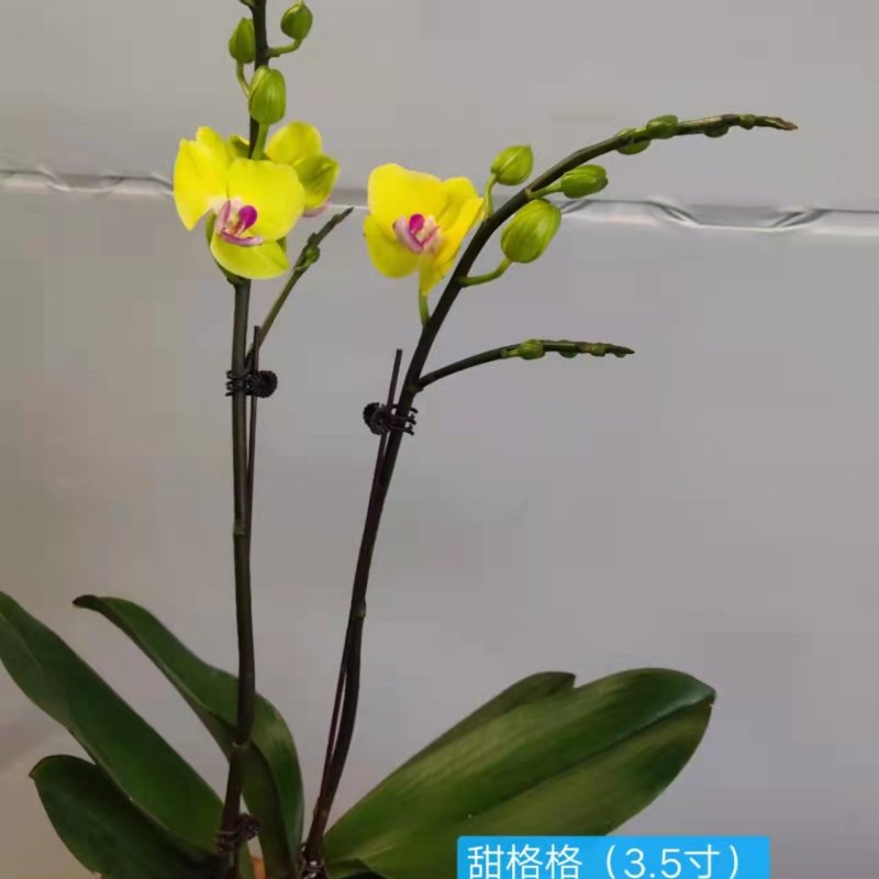 甜格格3.5寸双梗高度35-40公分
