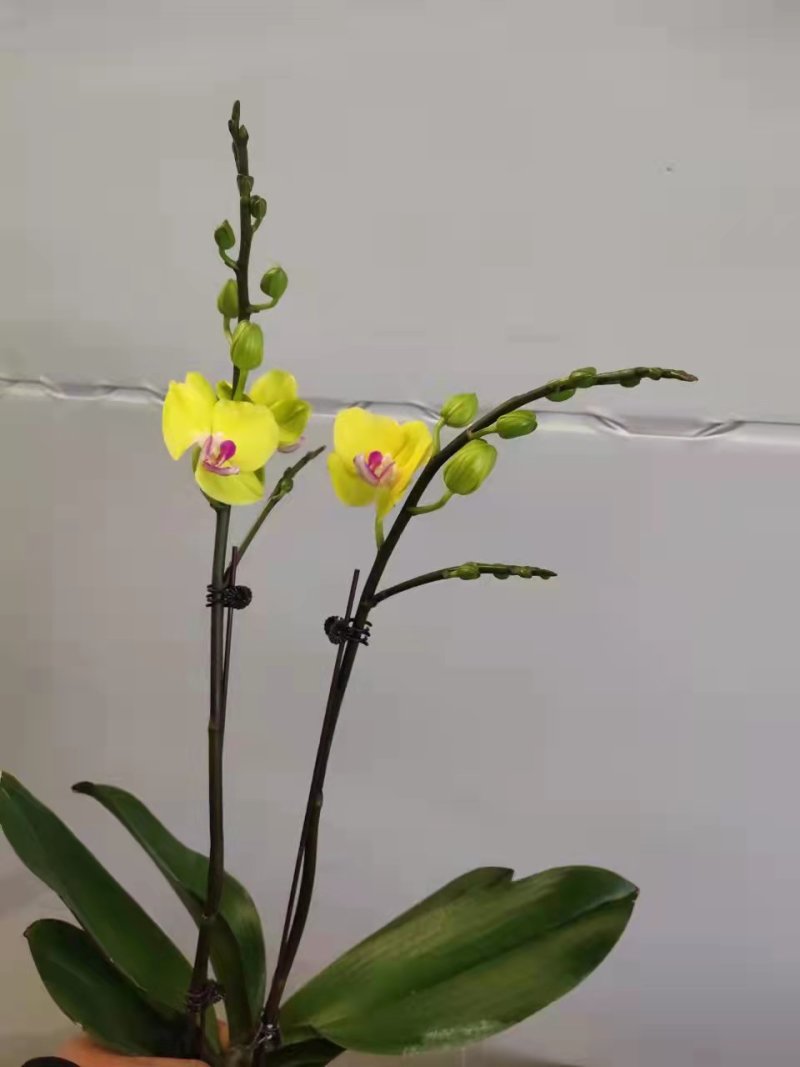 甜格格3.5寸双梗高度35-40公分