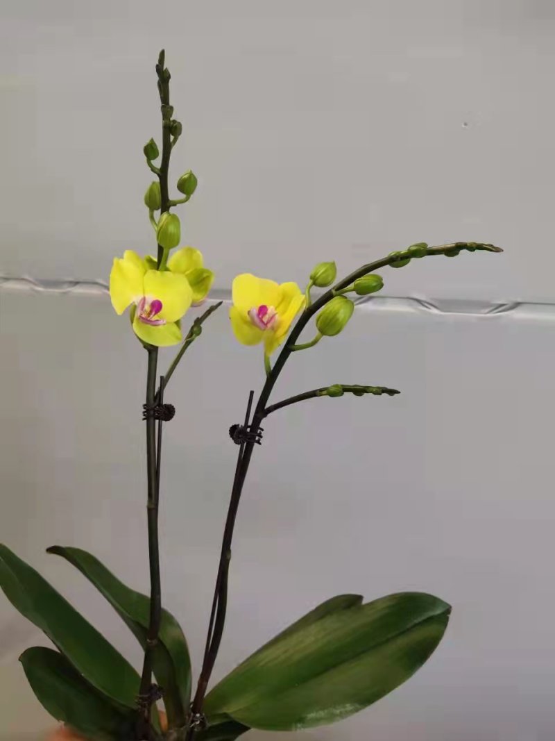 甜格格3.5寸双梗高度35-40公分