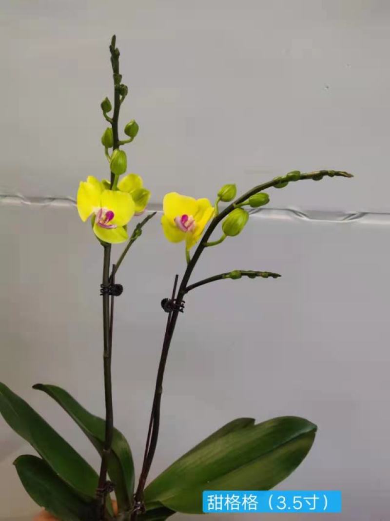 甜格格3.5寸双梗高度35-40公分