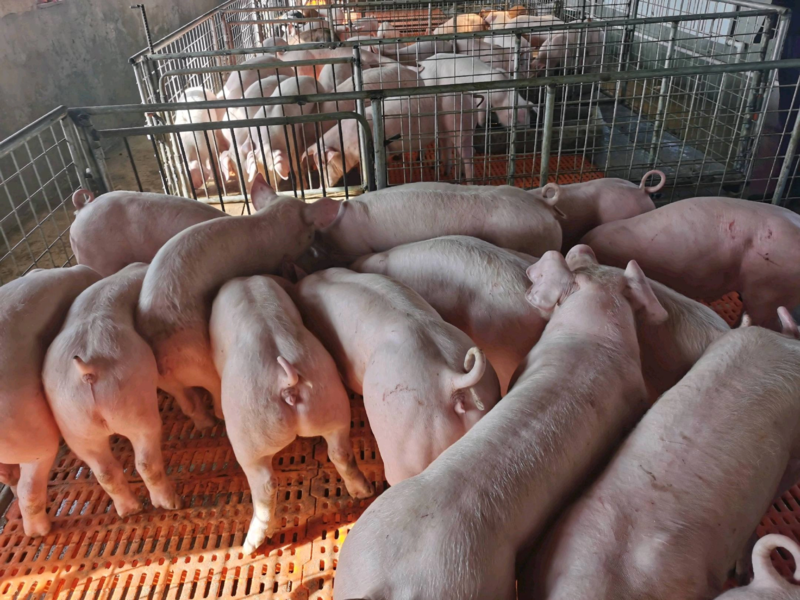 精品仔猪全国发货疫苗手续齐全品种都有生长快包存活瘦肉率高