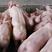 优质仔猪全国发货疫苗手续齐全品种都有生长快包存活瘦肉率高