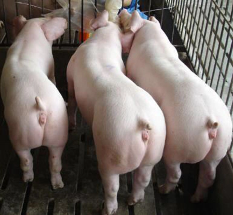 优质仔猪全国发货疫苗手续齐全品种都有生长快包存活瘦肉率高