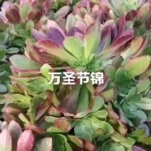 万圣节锦，多肉植物法师盆栽，多肉基地直发，可混批。