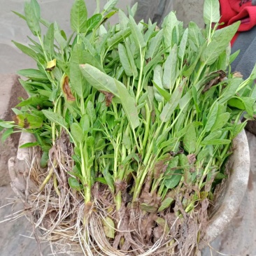 空心菜苗自产自销批发客户，大量有货，量大从优，价格便宜，