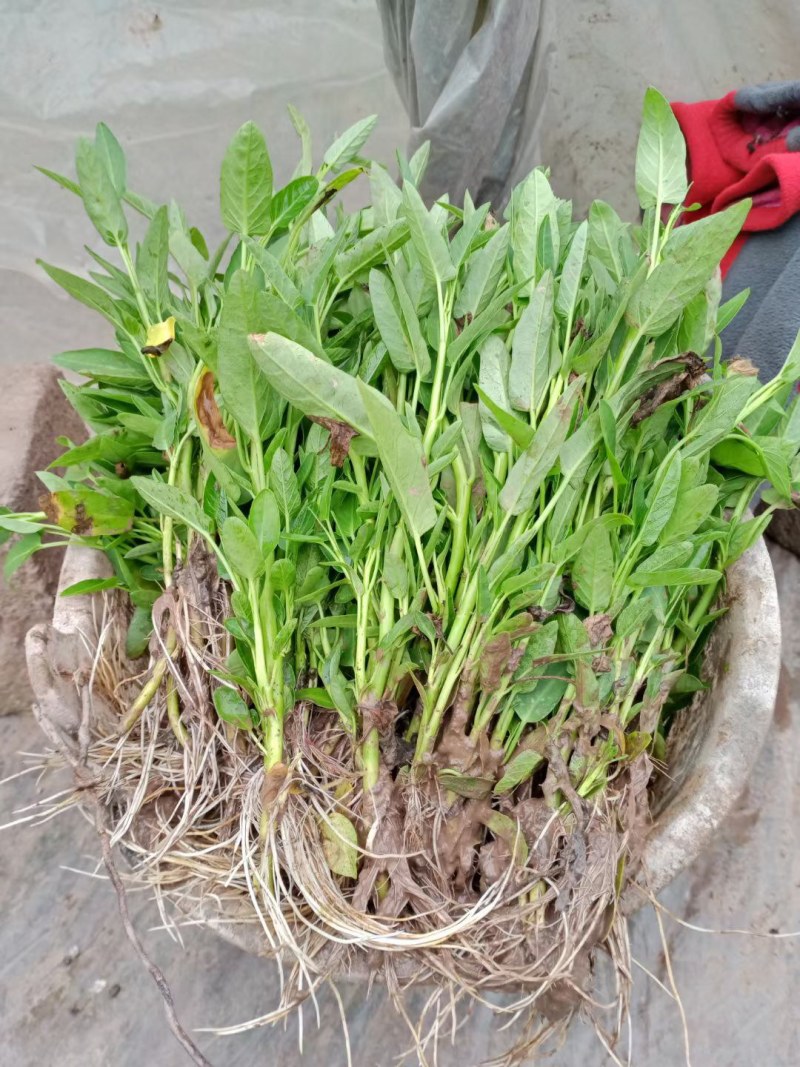 空心菜苗自产自销批发客户，大量有货，量大从优，价格便宜，