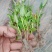 空心菜苗自产自销批发客户，大量有货，量大从优，价格便宜，