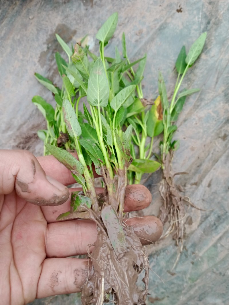 空心菜苗自产自销批发客户，大量有货，量大从优，价格便宜，