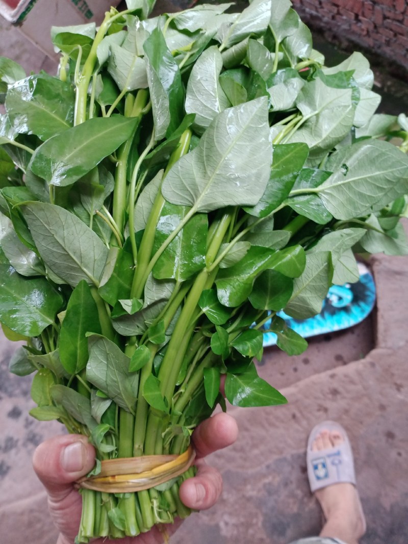 空心菜苗自产自销批发客户，大量有货，量大从优，价格便宜，