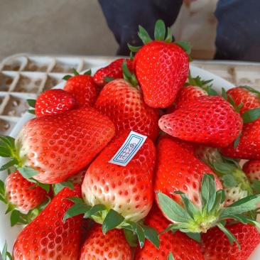 安丘市草莓之乡欢迎光临，甜宝，香野，九号等品种大量上市。
