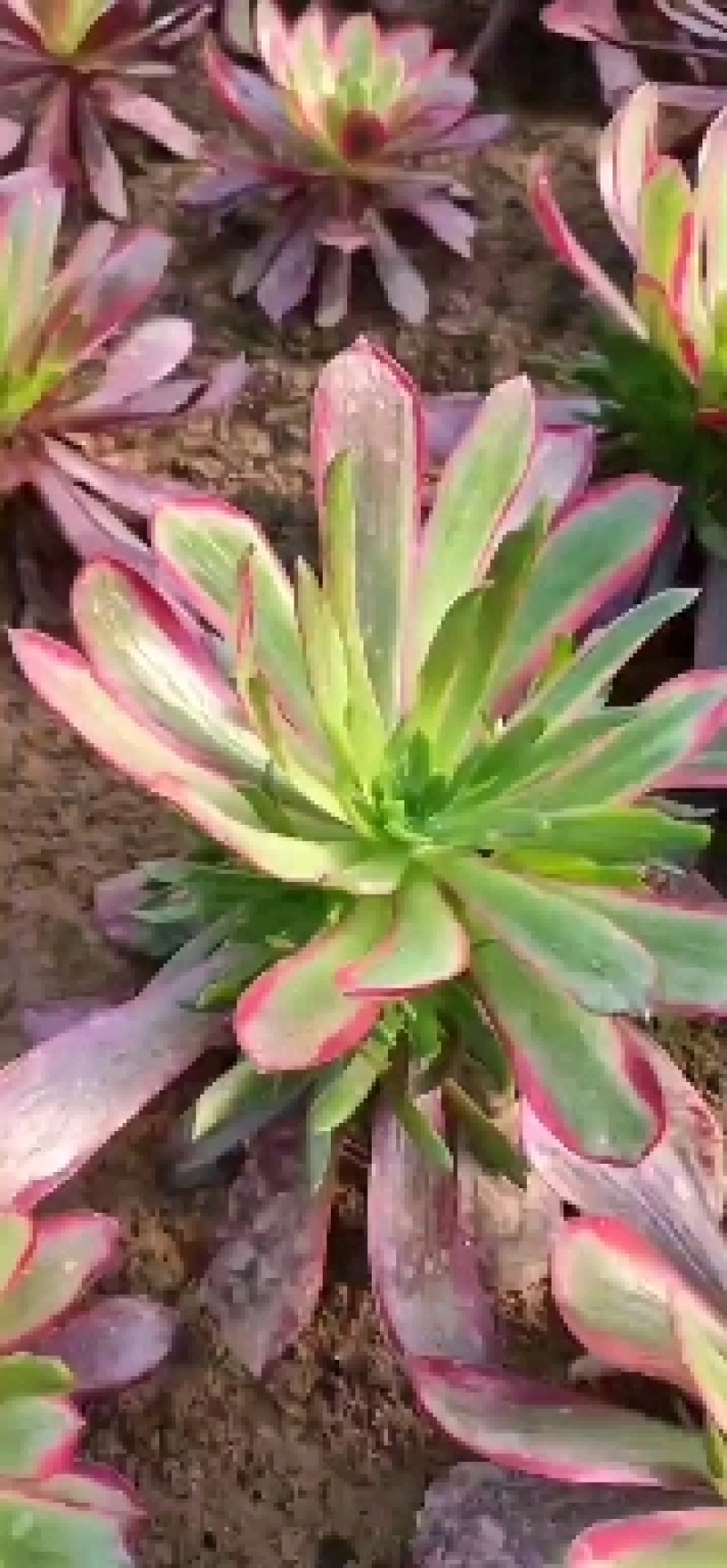 万圣节锦，多肉植物法师盆栽，多肉基地直发，可混批。