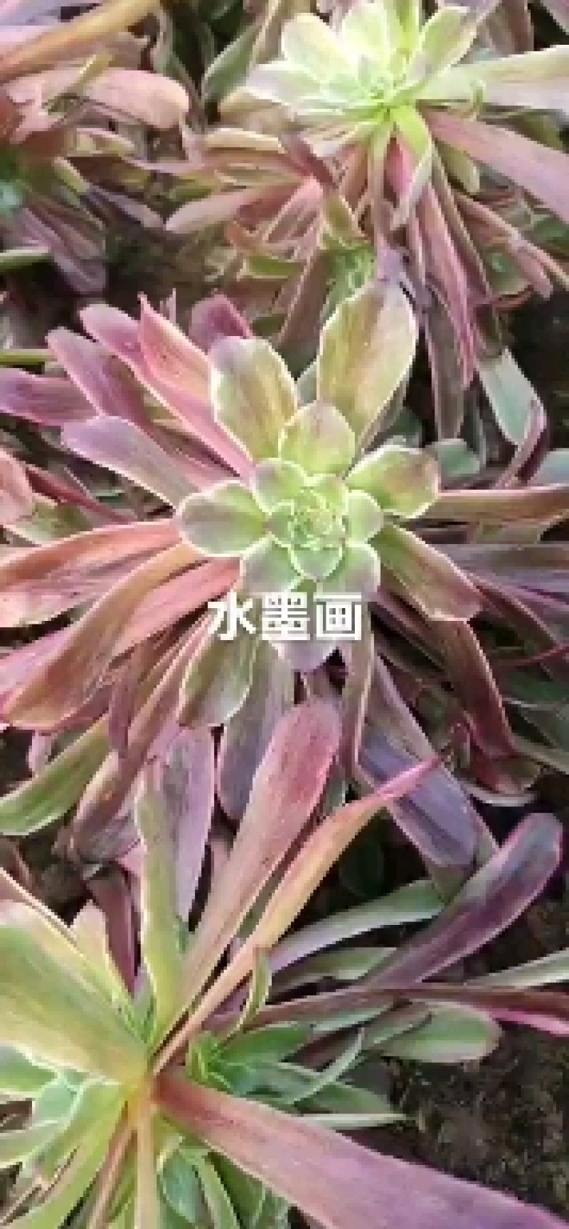 万圣节锦，多肉植物法师盆栽，多肉基地直发，可混批。