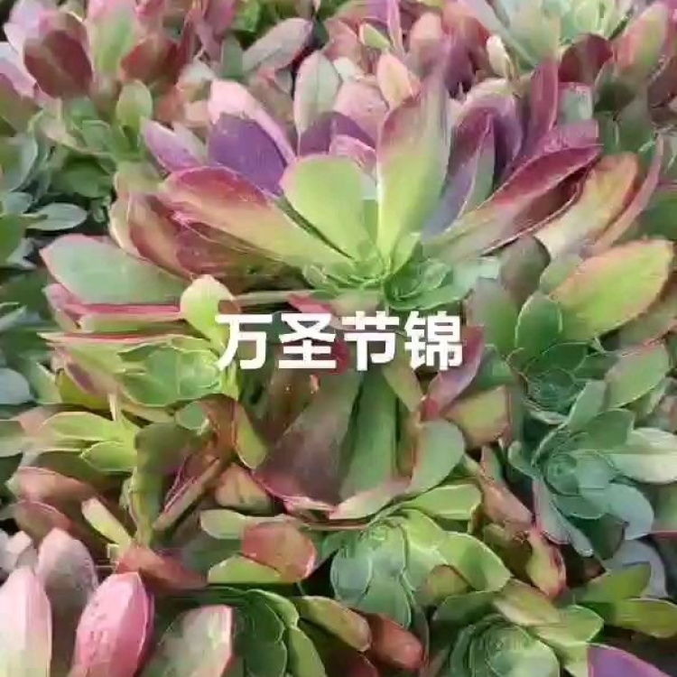 家有多肉| “万圣节法师”：有红点，有中间线……_叶片