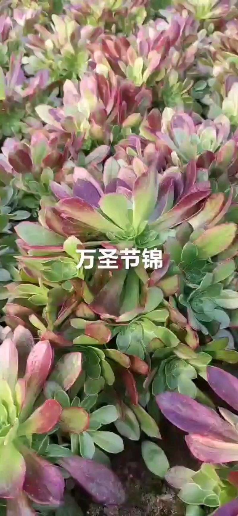 万圣节锦，多肉植物法师盆栽，多肉基地直发，可混批。