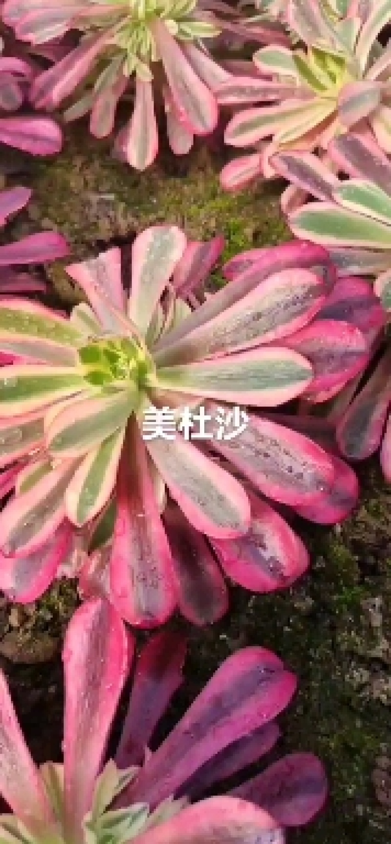 万圣节锦，多肉植物法师盆栽，多肉基地直发，可混批。