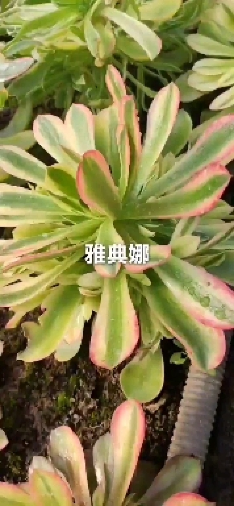 万圣节锦，多肉植物法师盆栽，多肉基地直发，可混批。