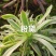 万圣节锦，多肉植物法师盆栽，多肉基地直发，可混批。