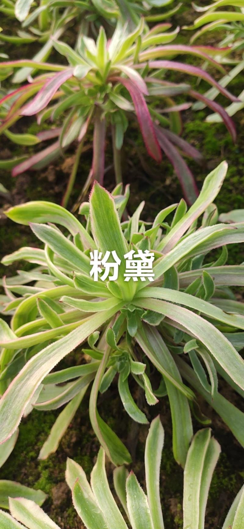 万圣节锦，多肉植物法师盆栽，多肉基地直发，可混批。