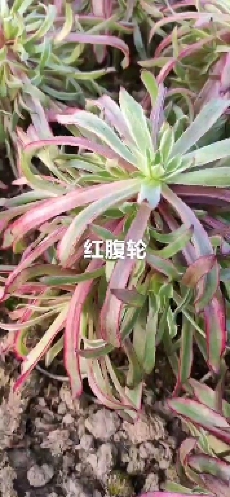 万圣节锦，多肉植物法师盆栽，多肉基地直发，可混批。
