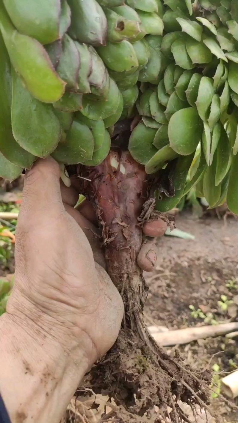 万圣节锦，多肉植物法师盆栽，多肉基地直发，可混批。