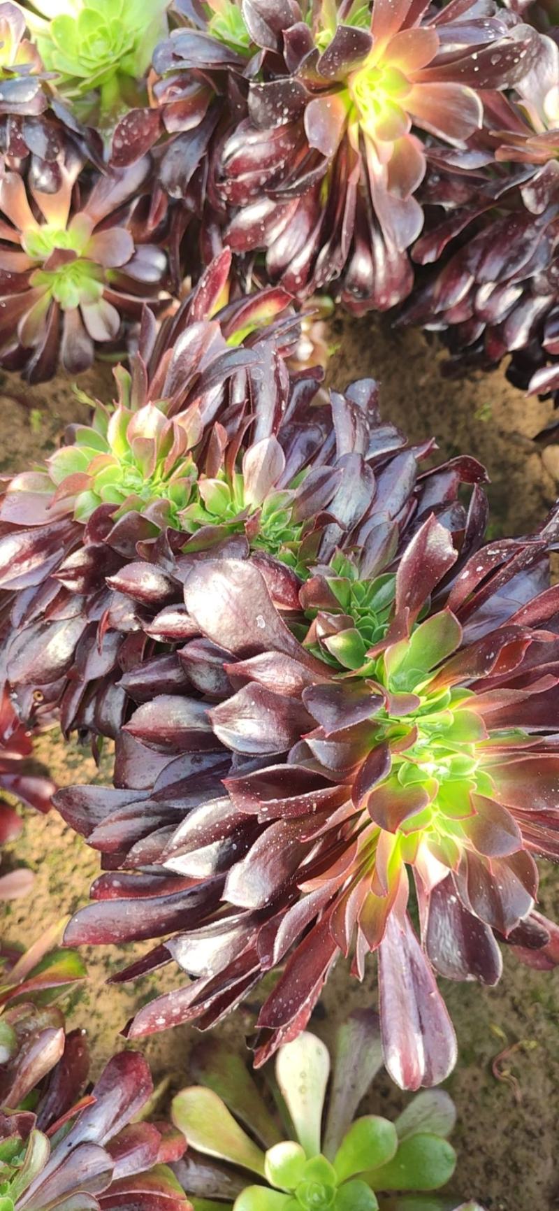 万圣节锦，多肉植物法师盆栽，多肉基地直发，可混批。