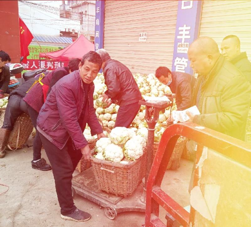 【陕西汉中菜花】乳白紧花产地直供2一4斤全国代发视频看货