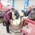 【陕西汉中菜花】乳白紧花产地直供2一4斤全国代发视频看货