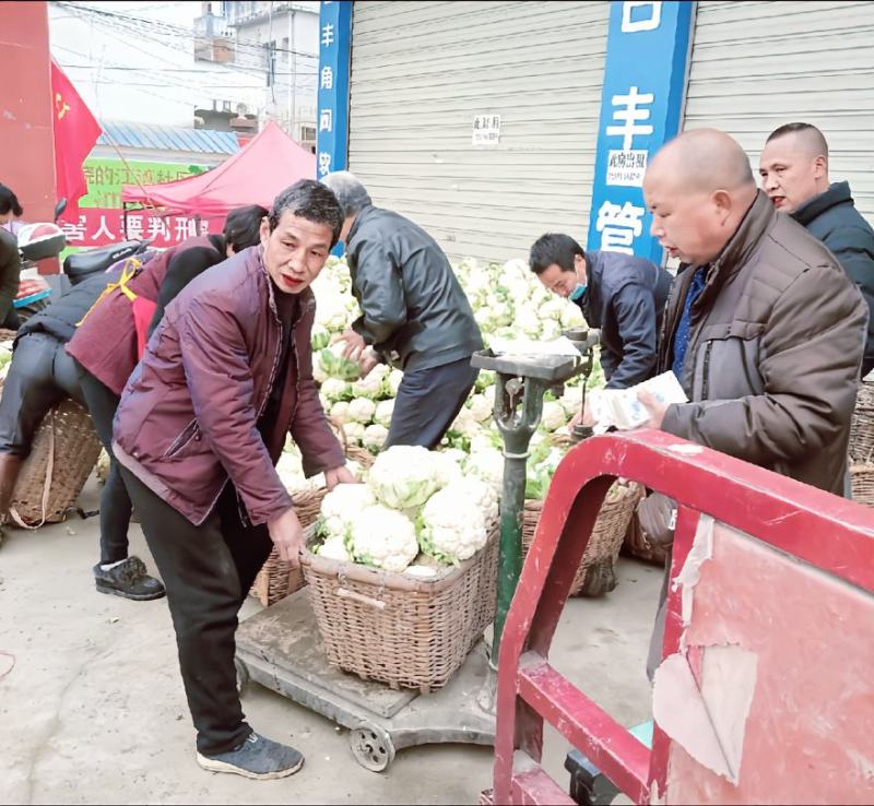 【陕西汉中菜花】乳白紧花产地直供2一4斤全国代发视频看货