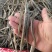 海龙小海龙海龙干货500克包邮一手货源