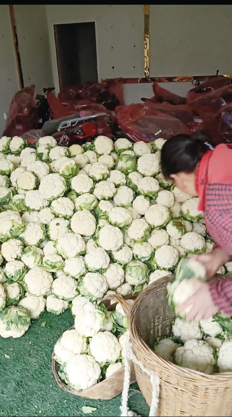 【陕西汉中菜花】乳白紧花产地直供2一4斤全国代发视频看货