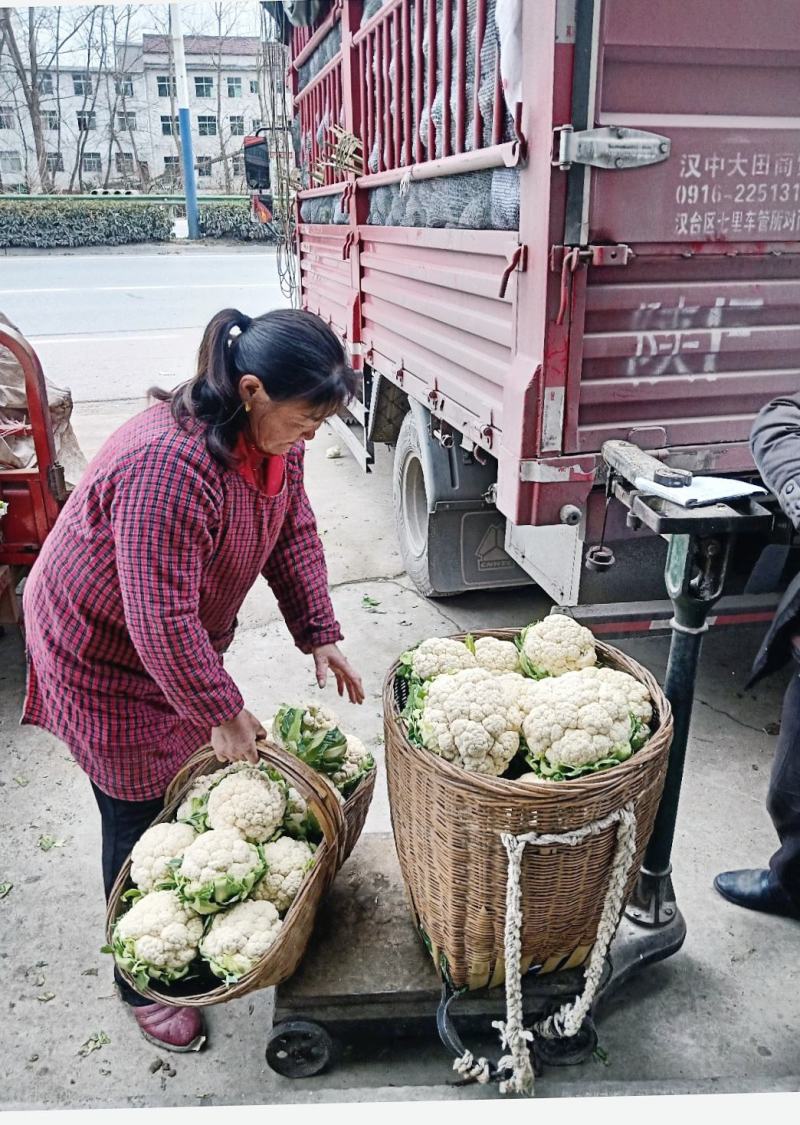 【陕西汉中菜花】乳白紧花产地直供2一4斤全国代发视频看货