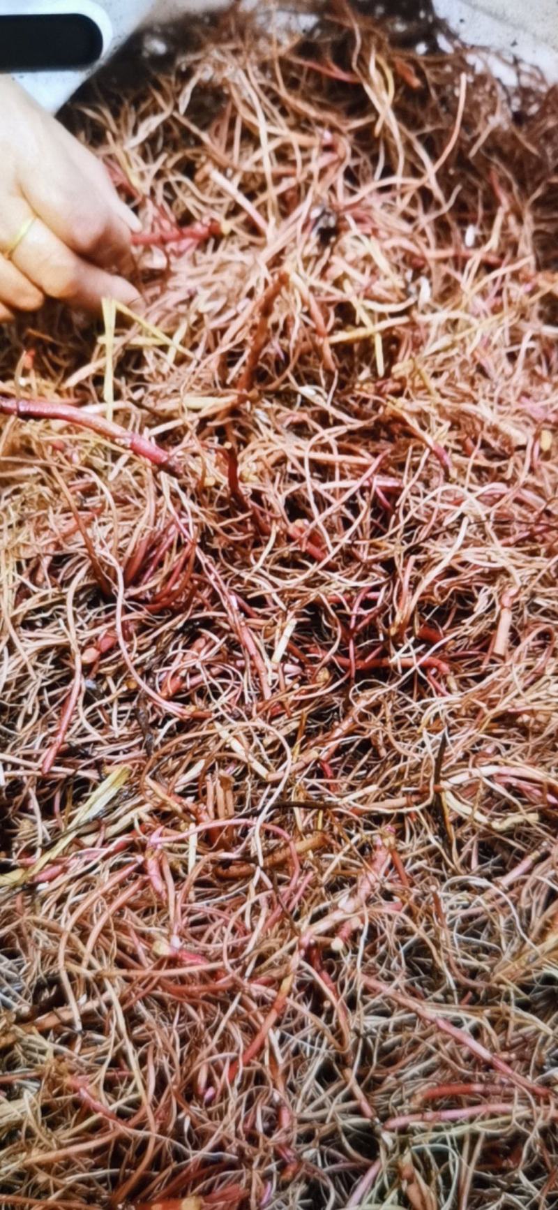优质紫菀芽紫苑芽提供种植技术后期上门收购