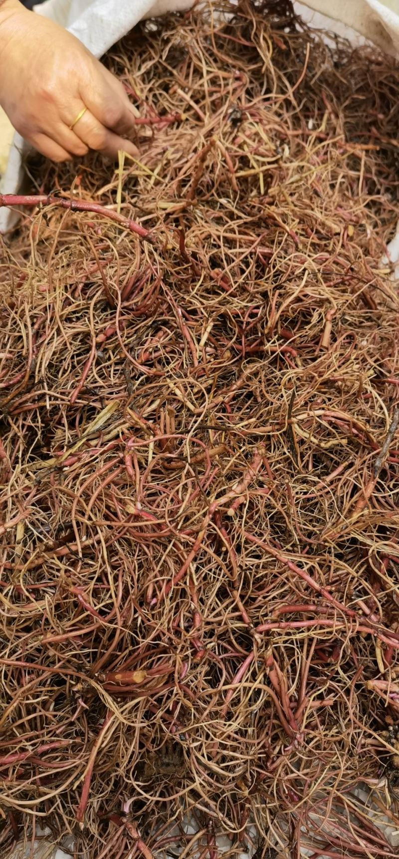 优质紫菀芽紫苑芽提供种植技术后期上门收购