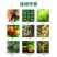 40%百菌清番茄早疫病花生叶斑病蔬菜大田杀菌剂悬浮剂农药