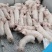 健康好猪苗，防疫到位，品种纯正，三元仔猪