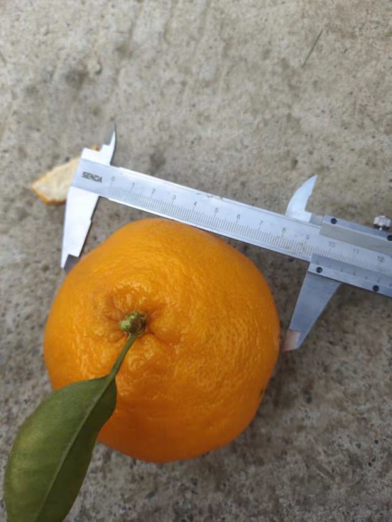 耙耙肝