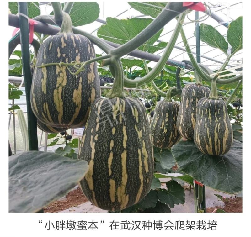 小胖墩蜜本南瓜种子两用型南瓜种子粉甜糯南瓜种籽早熟