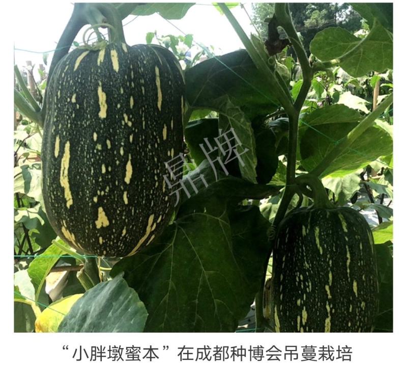 小胖墩蜜本南瓜种子两用型南瓜种子粉甜糯南瓜种籽早熟