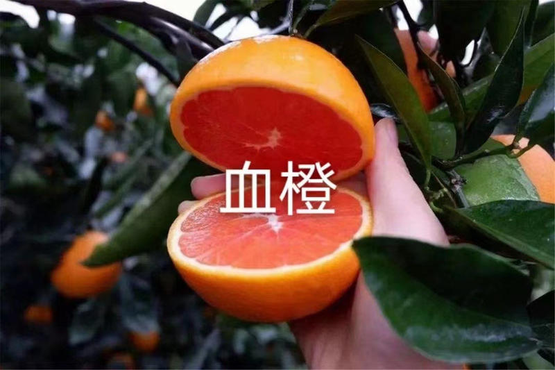 奉节脐橙血橙（中华红、塔罗科、默科特）