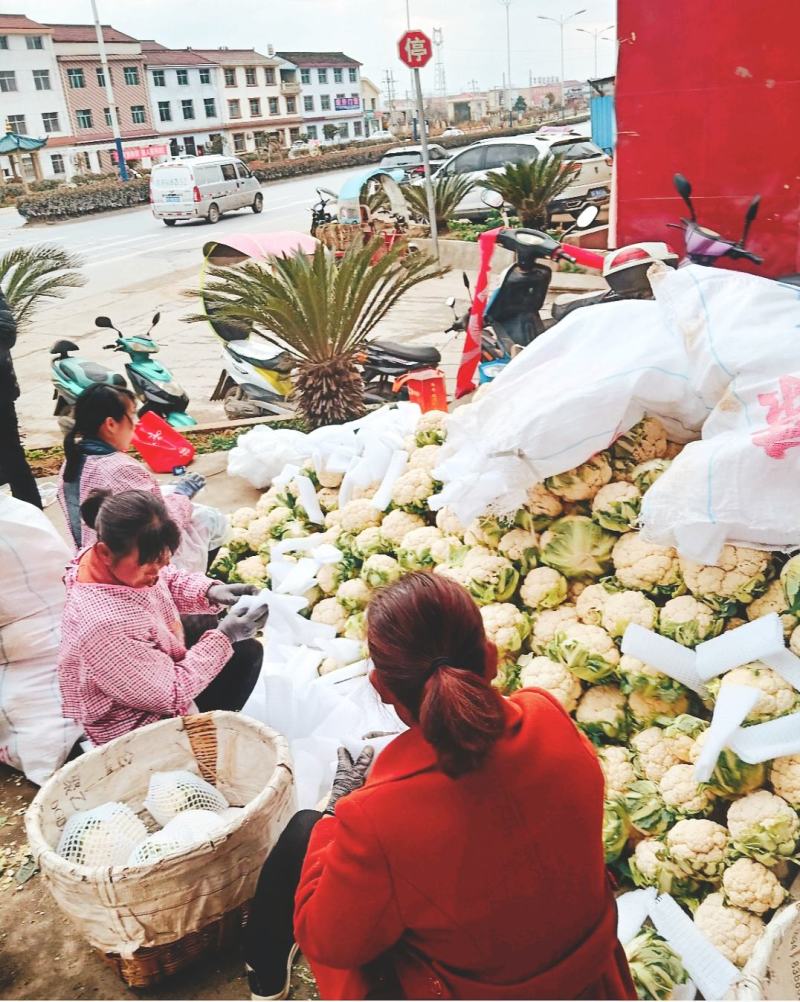 【陕西汉中菜花】乳白紧花产地直供2一4斤全国代发视频看货