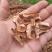 分心木道地药材，质优价实，品质保证药典标准一公斤起批